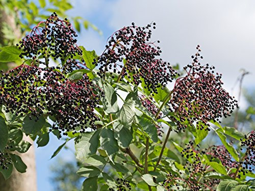25 x Schwarzer Holunder (Sambucus nigra) 50 - 80 cm