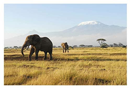 Apalis Vliestapete Elefanten vor dem Kilimanjaro in Kenya, Größe: 320cm x 480cm