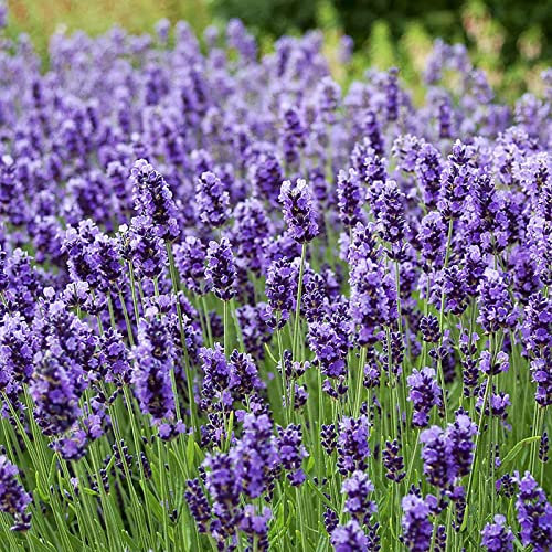 Saterkali Semi di lavanda, 200 pezzi/borsa Semi di lavanda Facile da piantare Semi di fiori di piante aromatiche blu per giardino Semi Di Lavanda