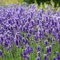 Saterkali Semi di lavanda, 200 pezzi/borsa Semi di lavanda Facile da piantare Semi di fiori di piante aromatiche blu per giardino Semi Di Lavanda