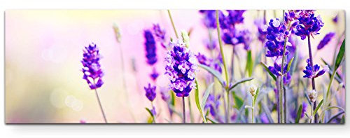 Paul Sinus Art Leinwandbilder | Bilder Leinwand 120x40cm Lavendel im Sonnenschein
