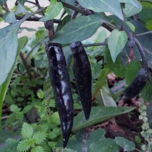 importato Bonsai Hom Flora Nero Chilli Peperoncino di verdure Sementi delle piante