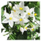 Solanum Jasminoides Natural Planta de Exterior Conocida como Jazmín Nocturno