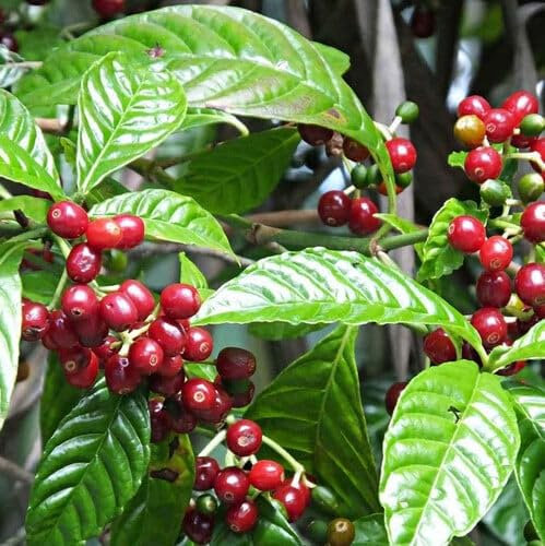 Plant World Seeds - Coffea Arabica (Coffee) Seeds (Tropical and Conservatory Seeds)