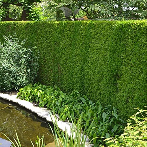 Gardline - Lebensbaum Thuja Brabant 160-180 cm. 3-150 Thuja Pflanzen. Sichtschutz Hecke - 25 St. (ca. 11 Meter)