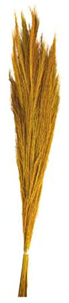 DIJK Ginstergras gelb - Broom Grass - Thysanolaena - 90-105 cm - 100g