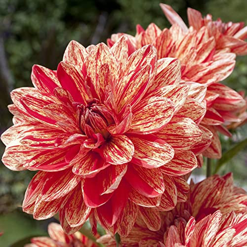 Dahlien Knollen Orange Blumen Zwiebeln FrüHblüHer Dahlia Dahlie Blumenzwiebeln Topfpflanzen DraußEn Winterhart MehrjäHrig Gartenpflanzen Geschenk FüR Gartenfreunde Flowers Balkon 6Stück