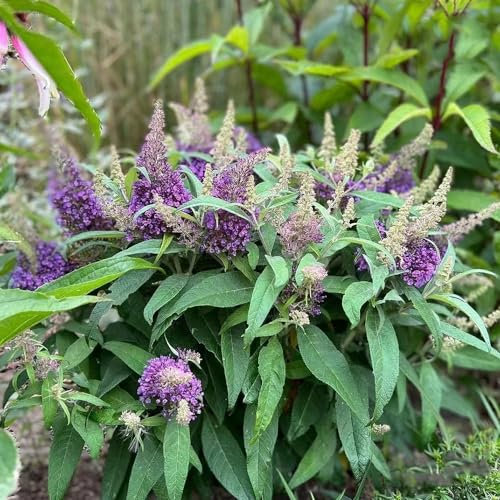 550 pcs schmetterlingsflieder baum samen - blumen geschenke topfpflanzen draußen winterhart schmetterlingsbaum,sommerflieder Schmetterlingsstrauch hochbeet balkon blumenwiese samen