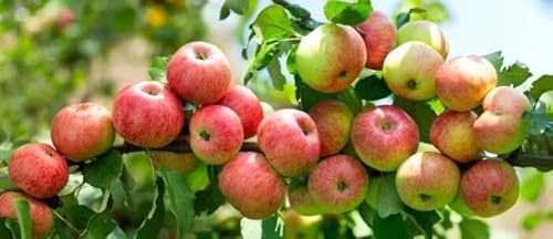1 Apfelbaum Grahams Jubiläumsapfel 120-150cm im großem Topf Busch Obstbaum Apfel Malus domestica Obst süß, aromatisch & saftig – zuverlässige Herbsternte – winterhart & pflegeleicht