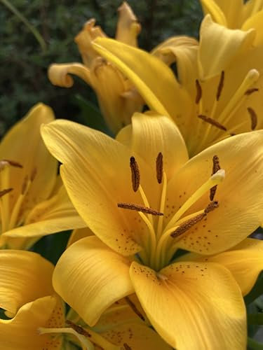 Three Yellow Tiger Lily Bulbs (Lilium orientalis) Free UK Postage