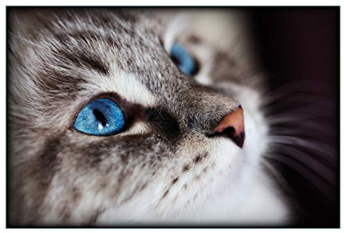 Wallario Küchenrückwand selbstklebend 90 x 60 cm, Motiv: Katze mit strahlend blauen Augen | Spritzschutz abwischbar & pflegeleicht