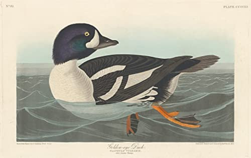 MSTECO Leinwand Wandbild Kunstdruck Leinwand Malerei Poster Berühmt Golden Eye Duck von John Audubon für Flurdekoration 60x90cm