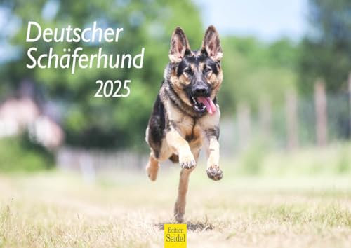 Edition Seidel Premium Kalender Deutscher Schäferhund 2025 Format DIN A4 Wandkalender Hundekalender Hund Welpe Hunderasse Haustier