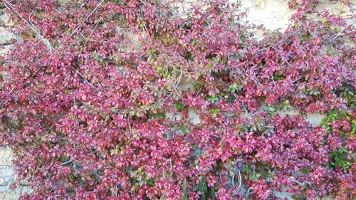 Trachelospermum jasminoides 'Rosea' / Jasmin étoilé/Conteneur de 3 à 4 litres/Plante grimpante