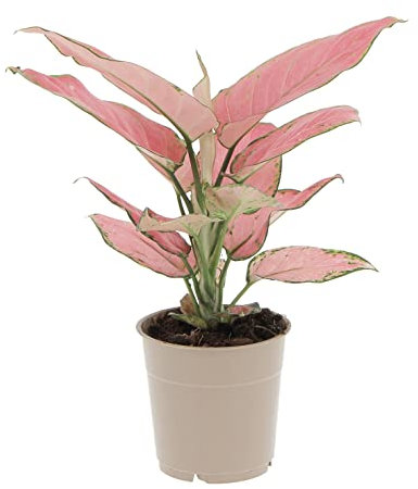 KENTIS - Aglaonema Pink Star - Piante da Interno Vere - Piante Purifica Aria da Appartamento - H 25-35 cm Vaso Ø 12 cm
