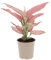 KENTIS - Aglaonema Pink Star - Piante da Interno Vere - Piante Purifica Aria da Appartamento - H 25-35 cm Vaso Ø 12 cm