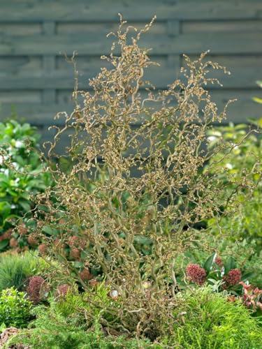 Korkenzieher-Hasel Stammhöhe 60 cm Stämmchen Corylus avellana winterhart | Gedrehte Zweige, essbare Nüsse, sonnig bis schattig, Blüte Februar bis April, Solitärgehölz, winterhart bis -28 °C