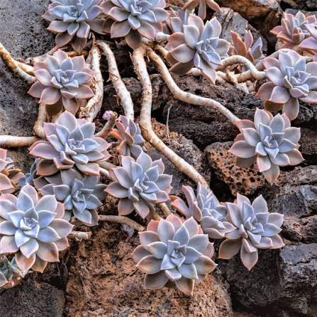 2 esquejes- Graptopetalum paraguayense (planta fantasma) * Suculenta, violeta