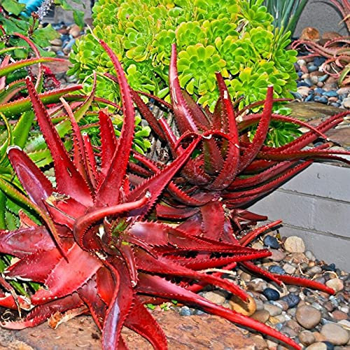 TOYHEART 50 Stück Premium Gemüsesamen, Rote Aloe Vera Samen Einfaches Pflanzen Hochkeimende Immergrüne Lebensfähige Sukkulenten Pflanzensämlinge Für Dach Red