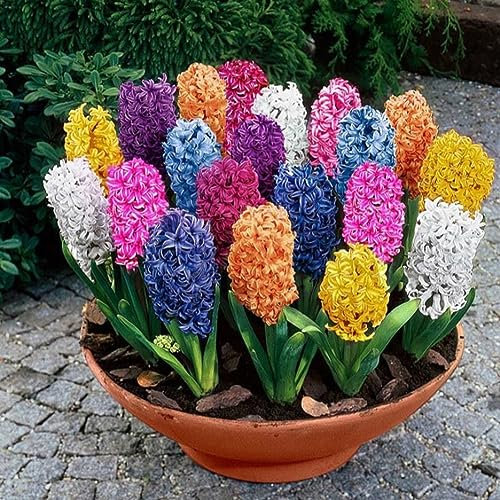 300 Unids/lote Semillas de Jacinto de Color Mezclado Decoración de Semillas de Flores de Plantas de Jardín para la Plantación de Jardín