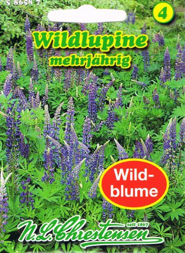 Wildlupine 'Lupinus perennis' Lupine mehrjährig Streusaat für Wiesen Staude Wildblumen