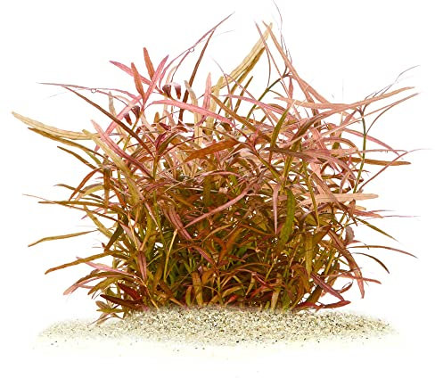 Hygrophila polysperma Tiger - Tiger Wasserfreund in vitro XL - 8,5cm Bechergröße - Hintergrund Wasserpflanzen für Aquarien