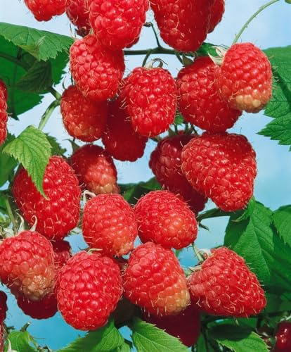 Rubus illecebrosus 30–40 cm – Winterhart, Mehrjährig, Pflegeleicht – Japanische Erdbeere – Fruchtstrauch für Beet & Naschgarten
