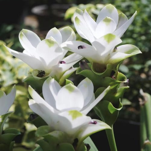 20 pcs kurkuma pflanze samen flowers blumendeko dachbegrünung Curcuma alismatifolia, bienenwiese saatgut mehrjährig winterhart dekoration wohnzimmer bonsai topf balkonpflanzen hochbeete