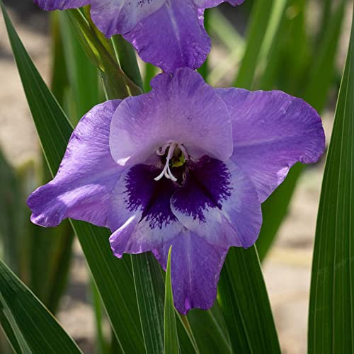 Gladiolen Zwiebeln Balkonblumen Gartendeko FüR DraußEn Bodendecker Winterhart MehrjäHrig Gladiolenzwiebeln Balkonpflanzen Blumen Geschenk Exotische Pflanzen Winterharte Gladiolen 5 Violett Zwiebel
