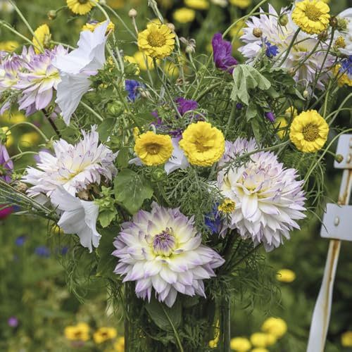 1 x Dahlia Crazy Love – Mix of Soft Yellow, White & Lavender Tones – Summer Flowering Bulbs – Attracts Bees & Butterflies – Perennials – for Your Beautiful Garden
