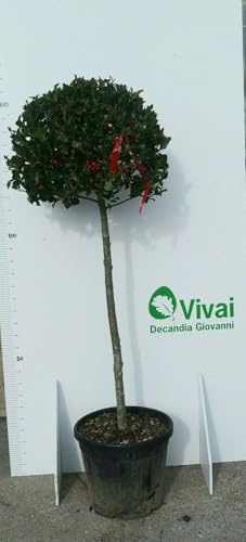 PIANTA DI AGRIFOGLIO ILEX VERDE IN VASO (foto reali) ALTEZZA 100/120 CM