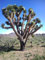 Seeds 5 JOSHUA TREE Palma Yucca Brevifolia bianchi fiori di cactus succulente Seeds
