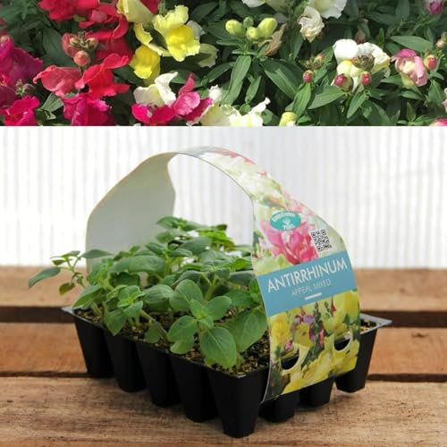 Plug Plants Antirrhinum Snapdragon Appeal Mixed - 20 Plants Per Tray - Ready to Grow On Bedding Plugs - Summer Flowering Ideal for Containers, Patio Pots and Bed or Borders - 3 Packs