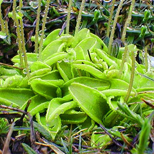 Butterworts Pinguicula Vulgaris Rare Carnivorous Plant 5 Seeds