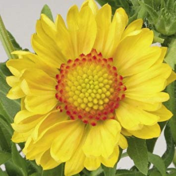 100 AMARILLO gaillardia (flor combinada/combinado indio) Las semillas de flor del Gaillardia Aristata