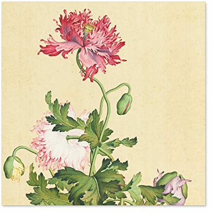 Castiglione Opium Mohnblumen-Gemälde, großes Kunstdruck-Poster, dickes Papier, 61 x 61 cm