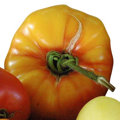 Tomate -Old German- 10 Samen ''Alte Sorte'' **bis zu 1kg schwere Tomaten**