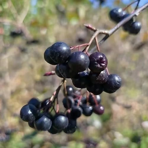 aronia melanocarpa Schwarze Apfelbeeresamen gartenpflanzen 225pcs