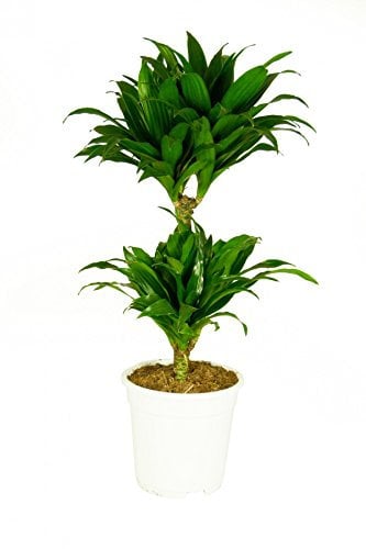 Dracaena deremensis 'Compacta', Drachenbaum, echte Zimmerpflanze grün, 17cm Topfdurchmesser, Höhe ca. 60cm, 3 Pflanzen