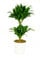 Dracaena deremensis 'Compacta', Drachenbaum, echte Zimmerpflanze grün, 17cm Topfdurchmesser, Höhe ca. 60cm, 3 Pflanzen
