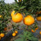 100 Pcs orangenbaum winterhart samen, baum deko obst, winterharte kübelpflanzen (Citrus reticulata) obstbäume kaufen, zimmerpflanzen samen frisches obst, pflanzen samen indoor deko