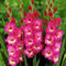 Winterhart Zwiebeln Blumenzwiebeln, Gladiolen Zwiebeln Gladiolenzwiebeln MehrjäHrig Winterhart Gladiolen Knollen Gladiolenzwiebeln MehrjäHrig Winterhart, MehrjäHrig Winterhart-5zwiebeln-E