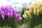 Big Set Frosthartes Amerikanisches Pampasgras Cortaderia Ziergras im Mix 10x rosa 10x weiß