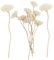 GOOHOCHY 10st Ätherische Ölstäbchen Blumen-diffusor-Sticks Duftstäbchen Für Getrocknete Blüten Diffusorstäbe Für Künstliche Blumen Stiftminen Schilfrohrstäbe Schmücken Ätherisches Öl Rattan