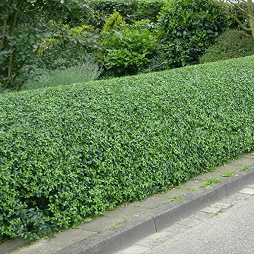 Seto de aligustres verdes (Ligustrum Ovalifolium) - De rápido crecimiento, siempreverde para privacidad y paisajismo, bajo mantenimiento y resistente a la sequía.