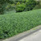Seto de aligustres verdes (Ligustrum Ovalifolium) - De rápido crecimiento, siempreverde para privacidad y paisajismo, bajo mantenimiento y resistente a la sequía.