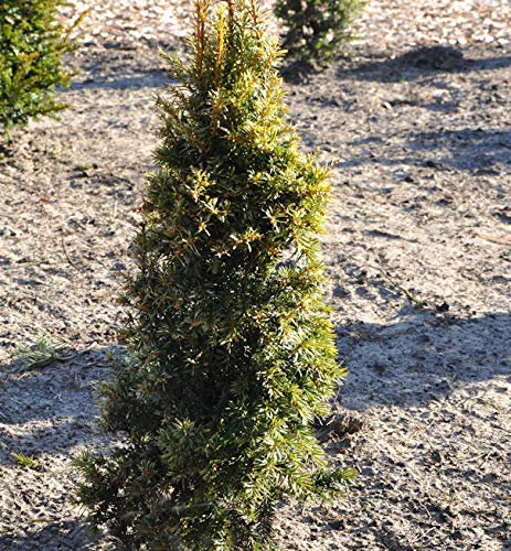Gelbe Eibe 20-25cm - Taxus baccata Aurea - lebende Gartenpflanze aus den Baumschulen
