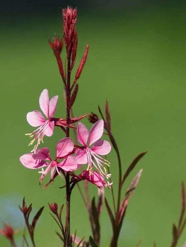 100 PINK GAURA WHIRLING SCHMETTERLINGEN Prachtkerze Blumensamen