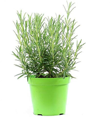 Rosmarino Rosmarinus officinalis pianta aromatica in vaso ø14 cm Vivaio di Castelletto