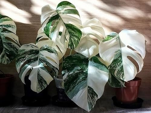 50 semillas de plantas Monstera blancas